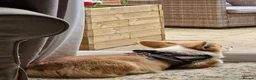 Welsh Corgi Pembroke dogs for stud: KC Registered Pembroke Corgi for Stud bobtail - Advert 1