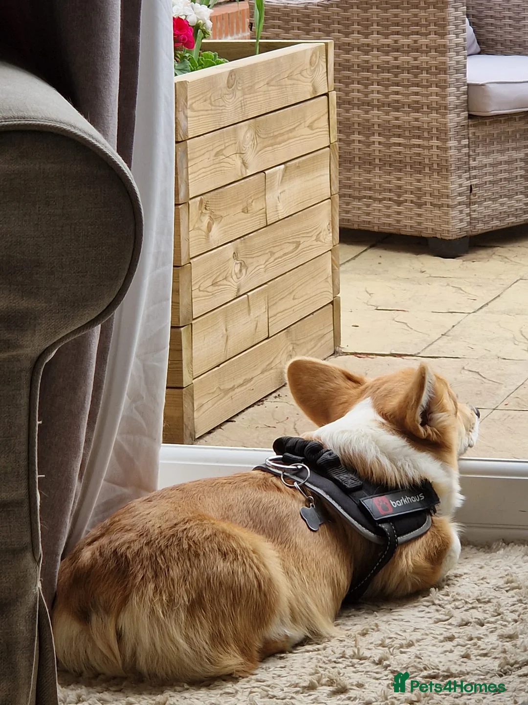 Welsh Corgi Pembroke dogs for stud: KC Registered Pembroke Corgi for Stud bobtail - Advert 1