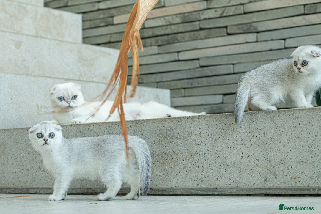 Scottish Fold cats for sale: Need home ASAP Full pedigreeTICA reg Scottish Fold in Barnet - Image 21
