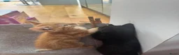 Mixed Breed cats for sale: Kittens looking for forever home in Glasgow - Advert 12