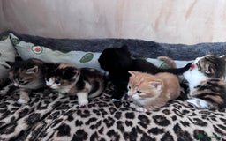 Bengal cats for sale: Beautifull kittens for sale - Image 13