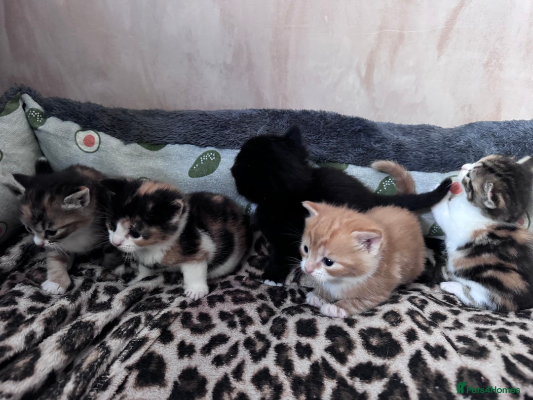 Bengal cats for sale: Beautifull kittens for sale - Image 13