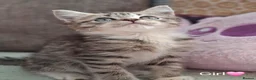 British Shorthair cats for sale: Gorgeous kittens! - Advert 13
