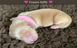 Miniature Dachshund dogs for sale: ⭐️CREAM LONG HAIRED KC/PRA CLR MINI DACHSHUNDS⭐️ - Image 15