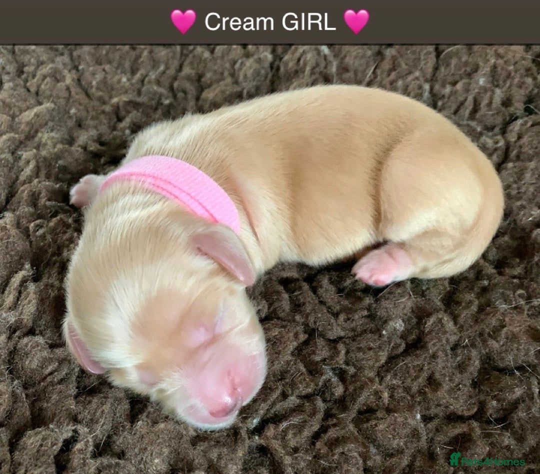 Miniature Dachshund dogs for sale: ⭐️CREAM LONG HAIRED KC/PRA CLR MINI DACHSHUNDS⭐️ - Image 15