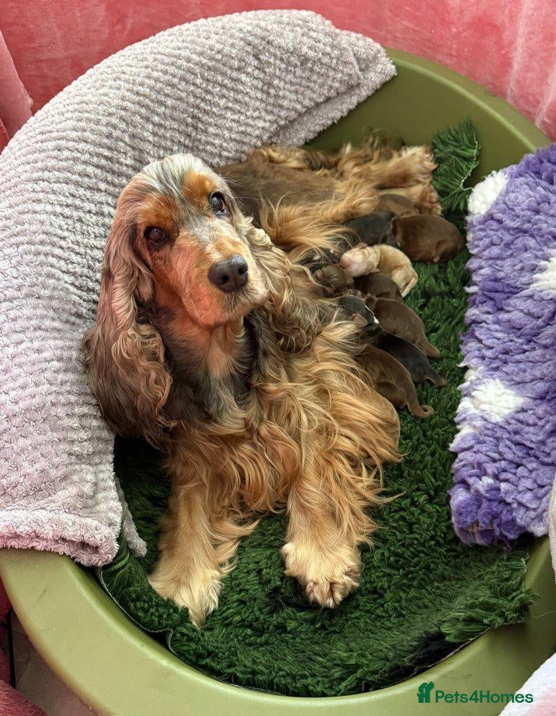Cocker Spaniel dogs Beautiful Cocker Spaniel Puppies  2 Boys & 3 Girls - Advert 1