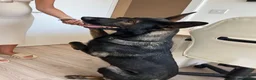 German Shepherd dogs for sale: WORKING LINE German Sheperd - Advert 11