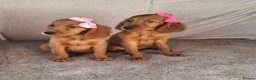 Mixed Breed dogs for sale: Gorgeous irish setter x golden retriever puppies - Advert 4