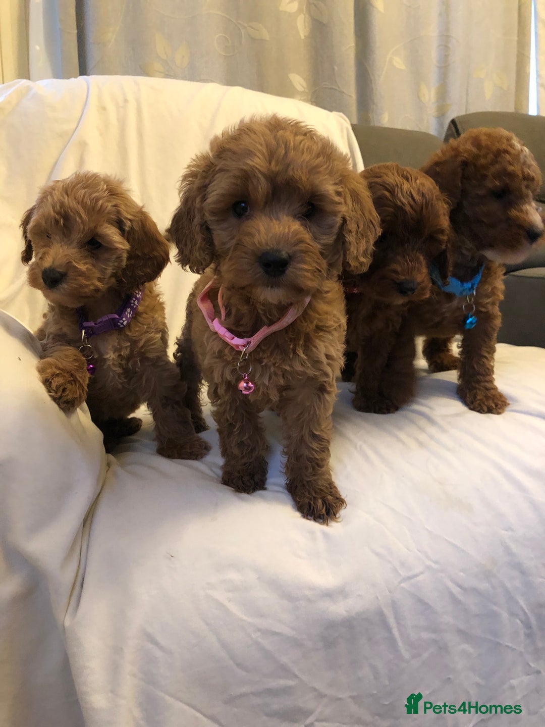 Cockapoo dogs for sale: Cockapoos - Advert 17