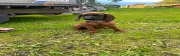 Bavarian Mountain Hound dogs for sale: Bavarian mountain hound pups - Advert 12