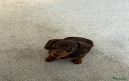 Miniature Dachshund dogs for sale: Miniature dachshund  - Image 1