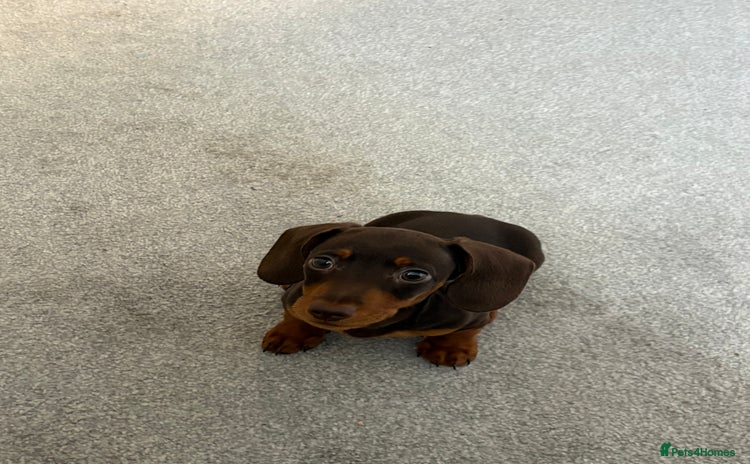 Miniature Dachshund dogs - Advert 7