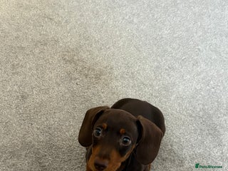 Miniature Dachshund dogs for sale - Advert 1