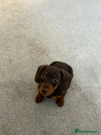 Miniature Dachshund dogs - Advert 1