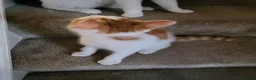 Mixed Breed cats for sale: Ginger & White Kitten - Advert 9