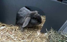 English Lop rabbits for sale: Rabbits - Image 4