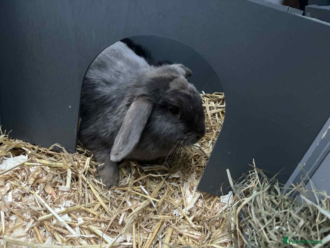 English Lop rabbits for sale: Rabbits - Image 4