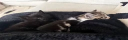 Mixed Breed cats for sale: 4 boy kittens  - Advert 19