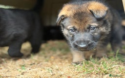 German Shepherd dogs for sale: Vonlisand M-litter - Image 15