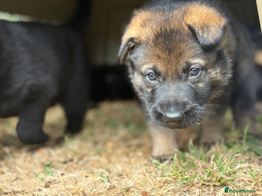 German Shepherd dogs for sale: Vonlisand M-litter - Image 15