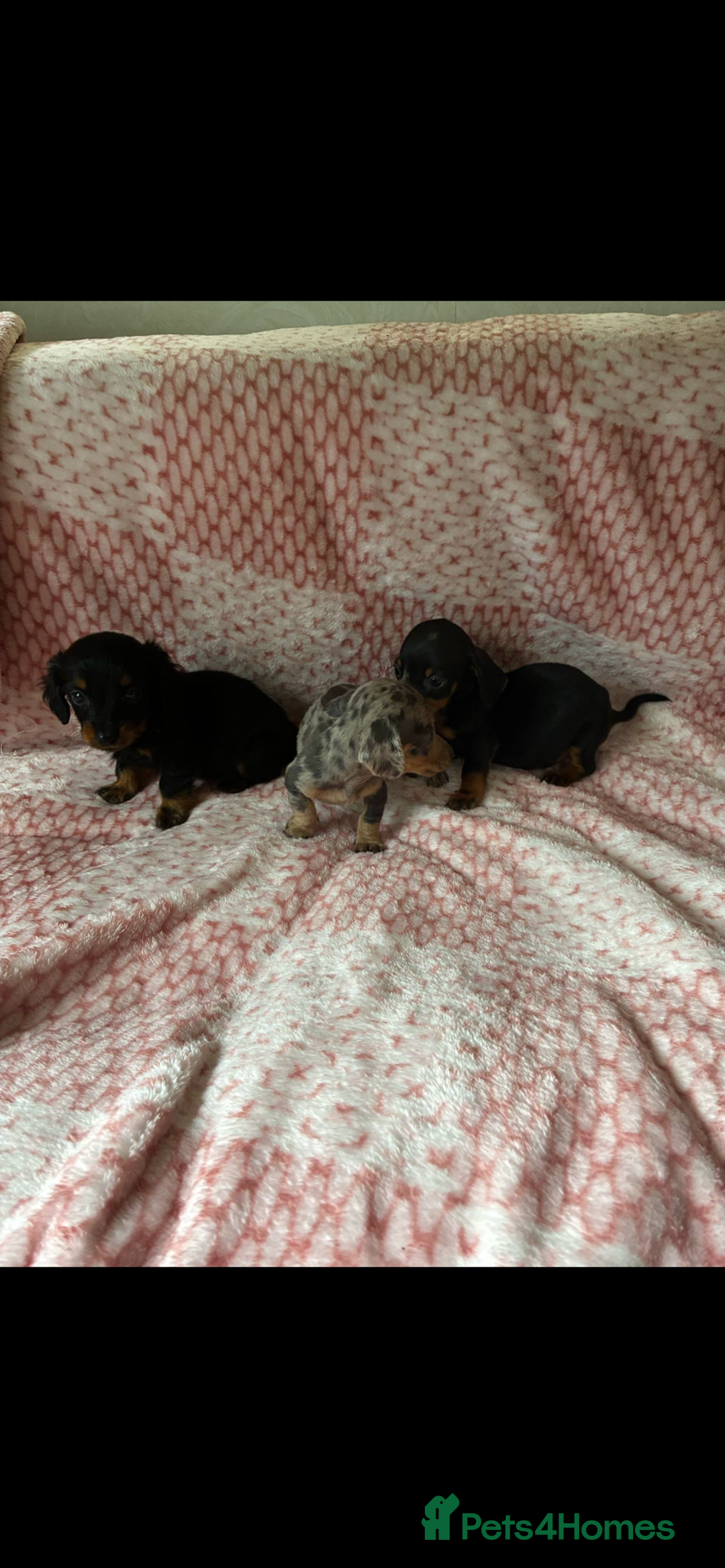 Miniature Dachshund dogs for sale: Miniature  - Image 4