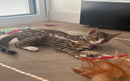 Bengal cats for sale: Hand reared male Bengal cross - Image 3