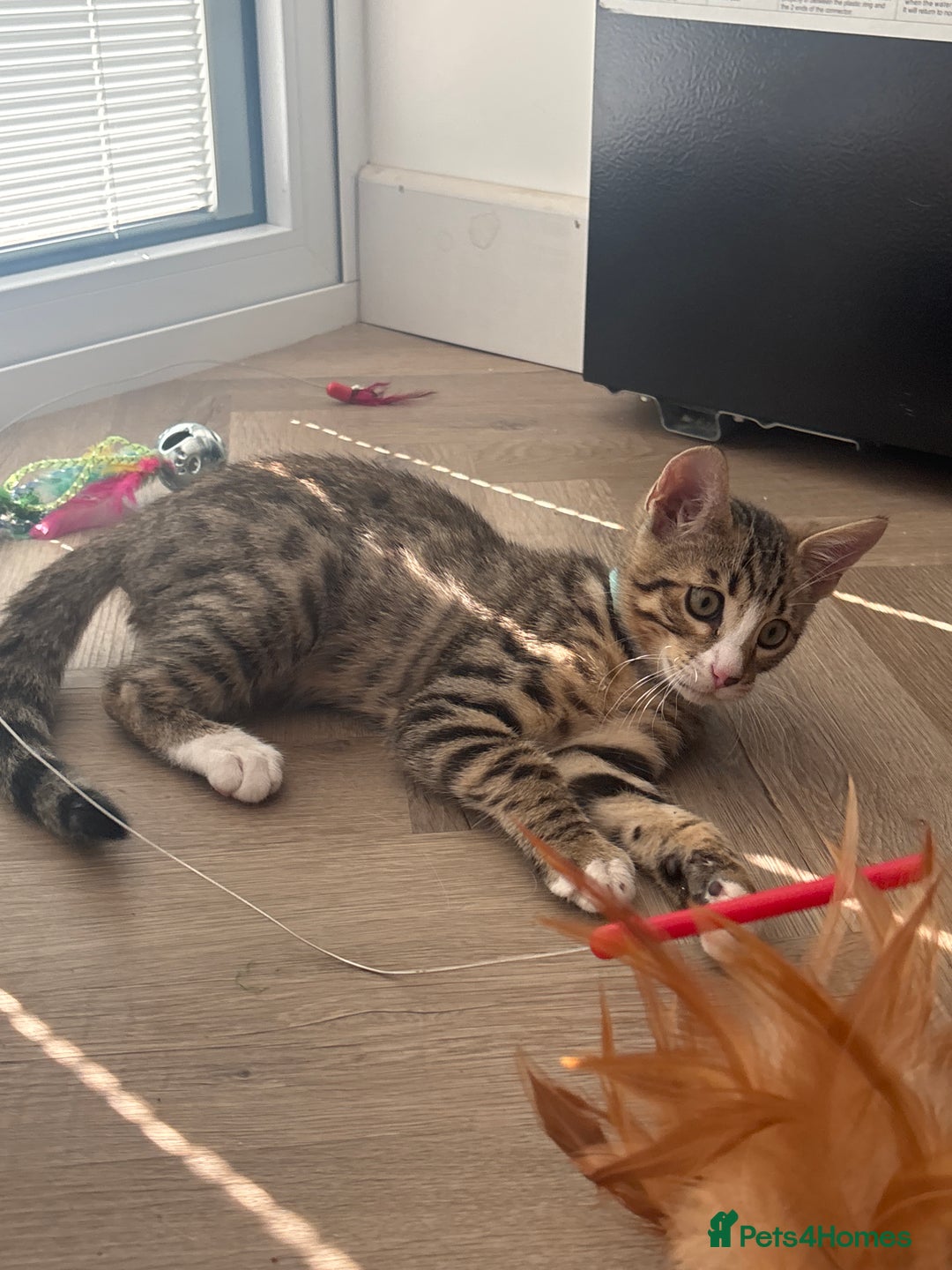Bengal cats for sale: Hand reared male Bengal cross - Image 3