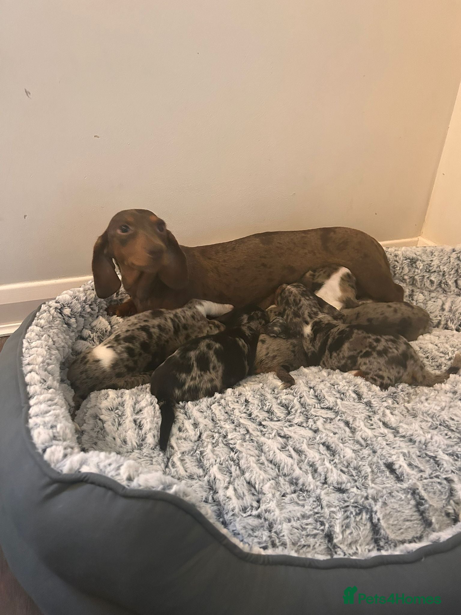 Miniature Dachshund dogs Miniature dachshund puppies blue dapple - Advert 2