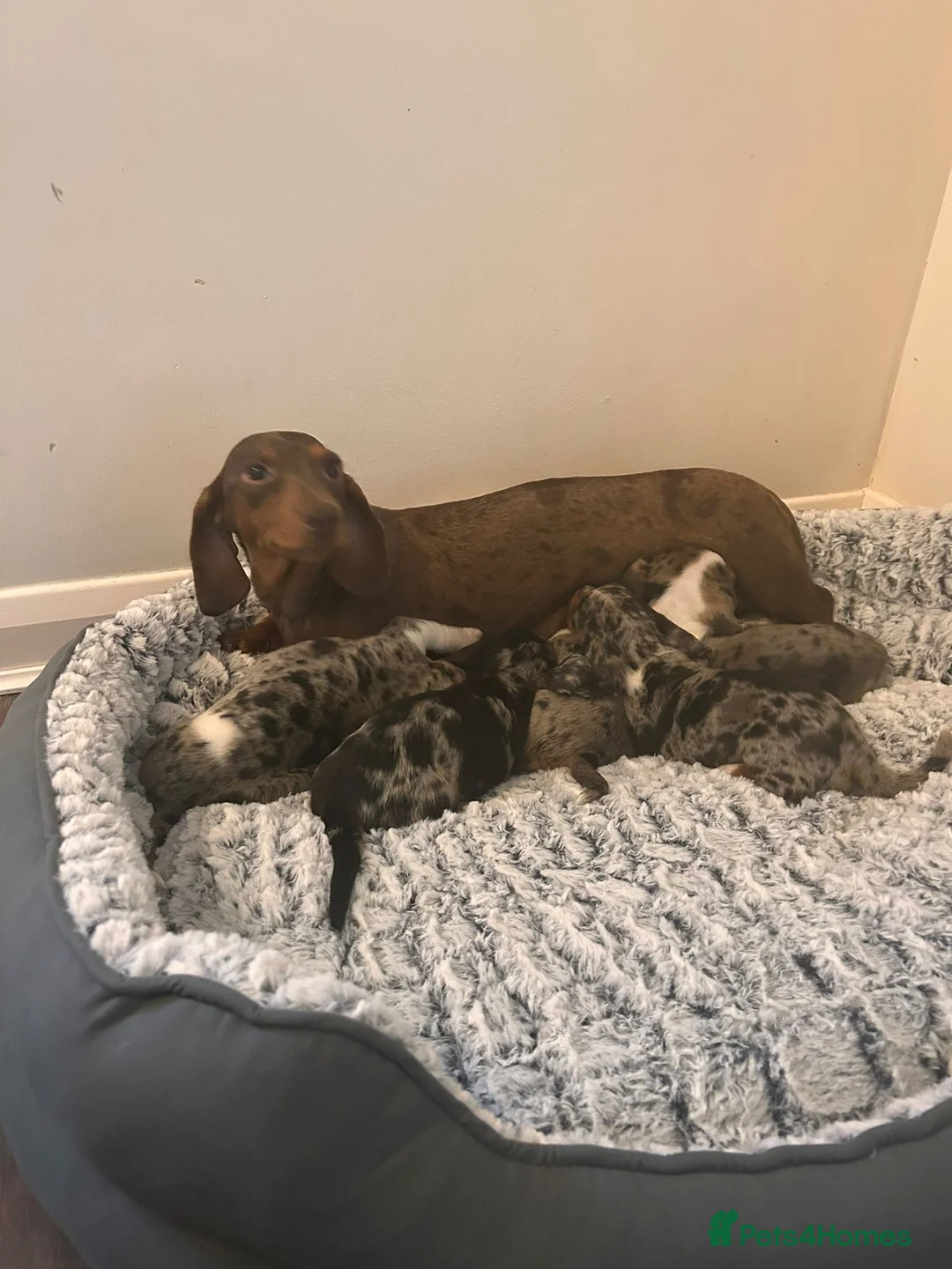 Miniature Dachshund dogs for sale: Miniature dachshund puppies blue dapple in Aylesbury - Advert 2