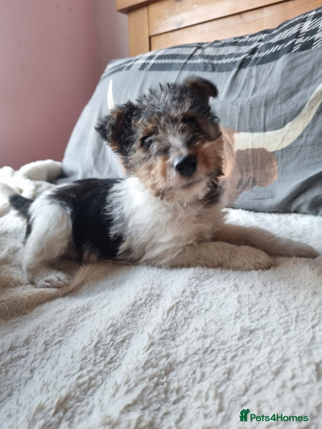 Fox Terrier dogs for sale: KC Wire Fox Terrier puppies for sale - Advert 4