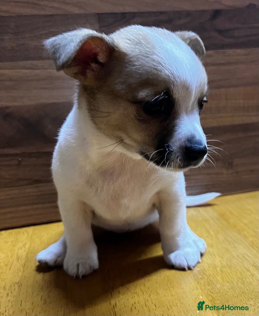 Mixed Breed dogs for sale: Jack Russell with a hint of Bichon Frise. - Image 9