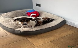 Jack Russell dogs for sale: Pure bred merle short legged jack Russell  - Image 12