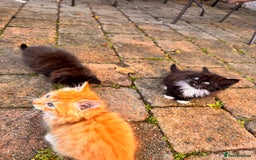 Mixed Breed cats for sale: two boys and a girl - Image 8
