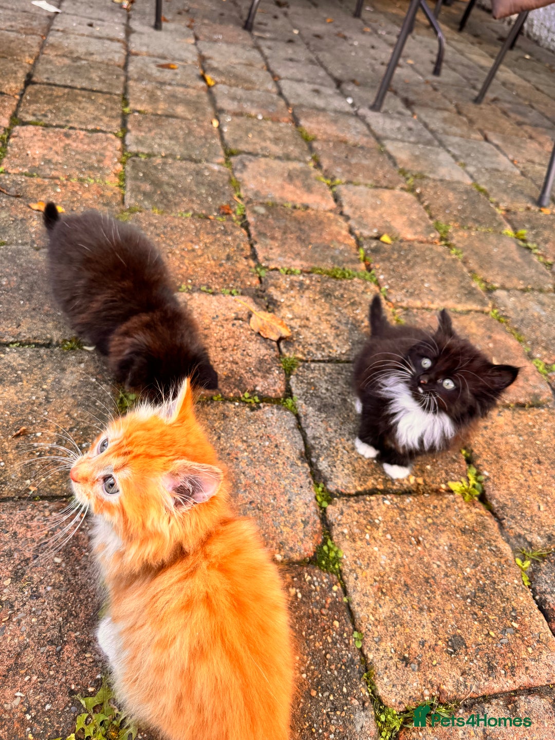 Mixed Breed cats for sale: two boys and a girl - Image 8