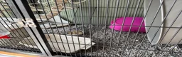 Rat rodents for sale: 4rats & full cage set up  - Advert 11