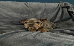 Mixed Breed dogs for sale: Beautiful spotty babies - Image 6