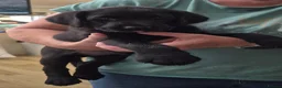 Labrador Retriever dogs for sale: Black Labrador Dog - Advert 3