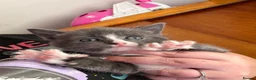 Mixed Breed cats for sale: Beautiful playful kittens - Advert 4