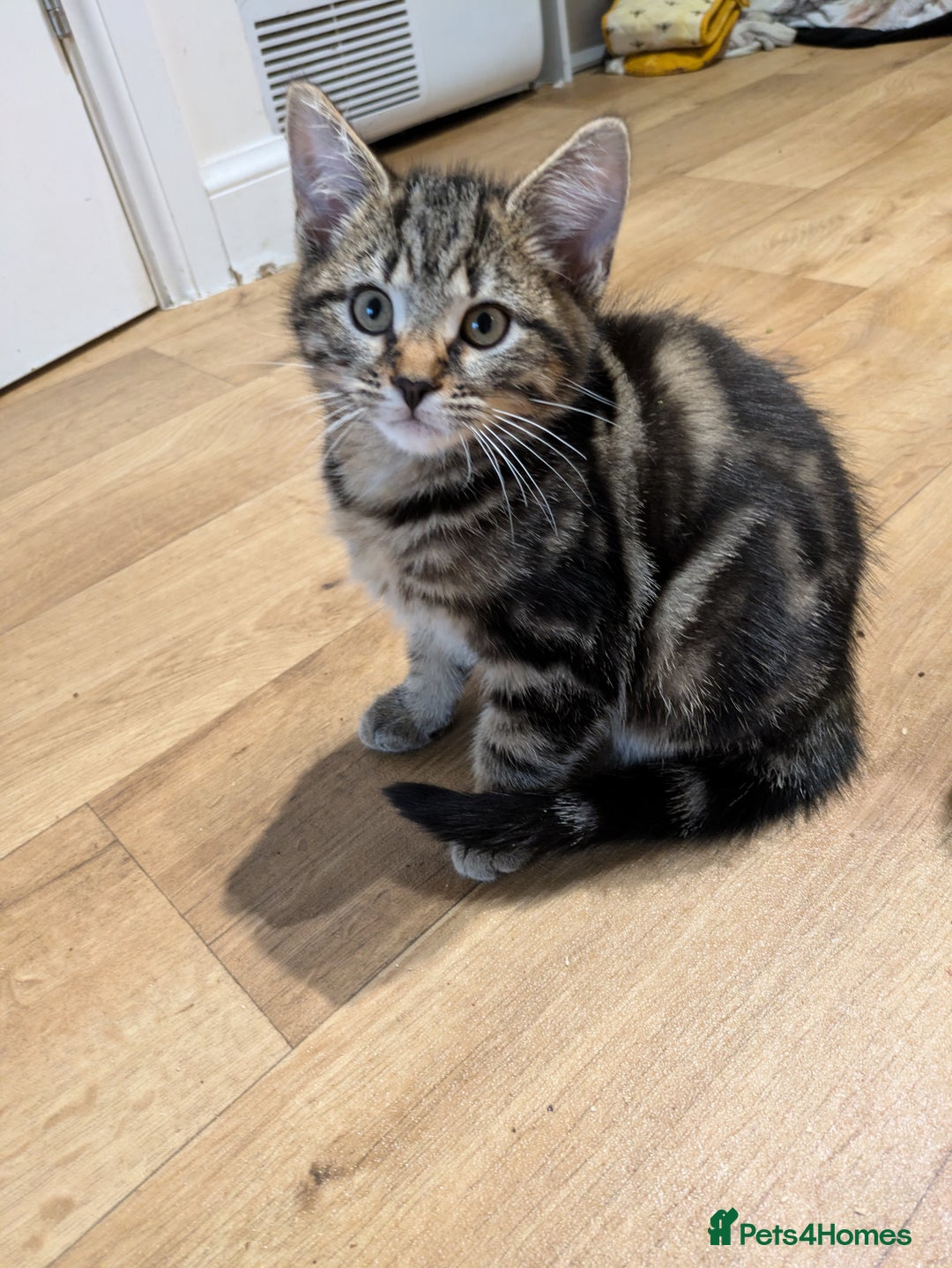 Bengal cats for sale: Bengal x American Maine Coon - Ready To Go!  - Advert 12