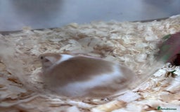 Mouse rodents for sale: Pet fancy mice waiting list 2 litters due  - Image 6