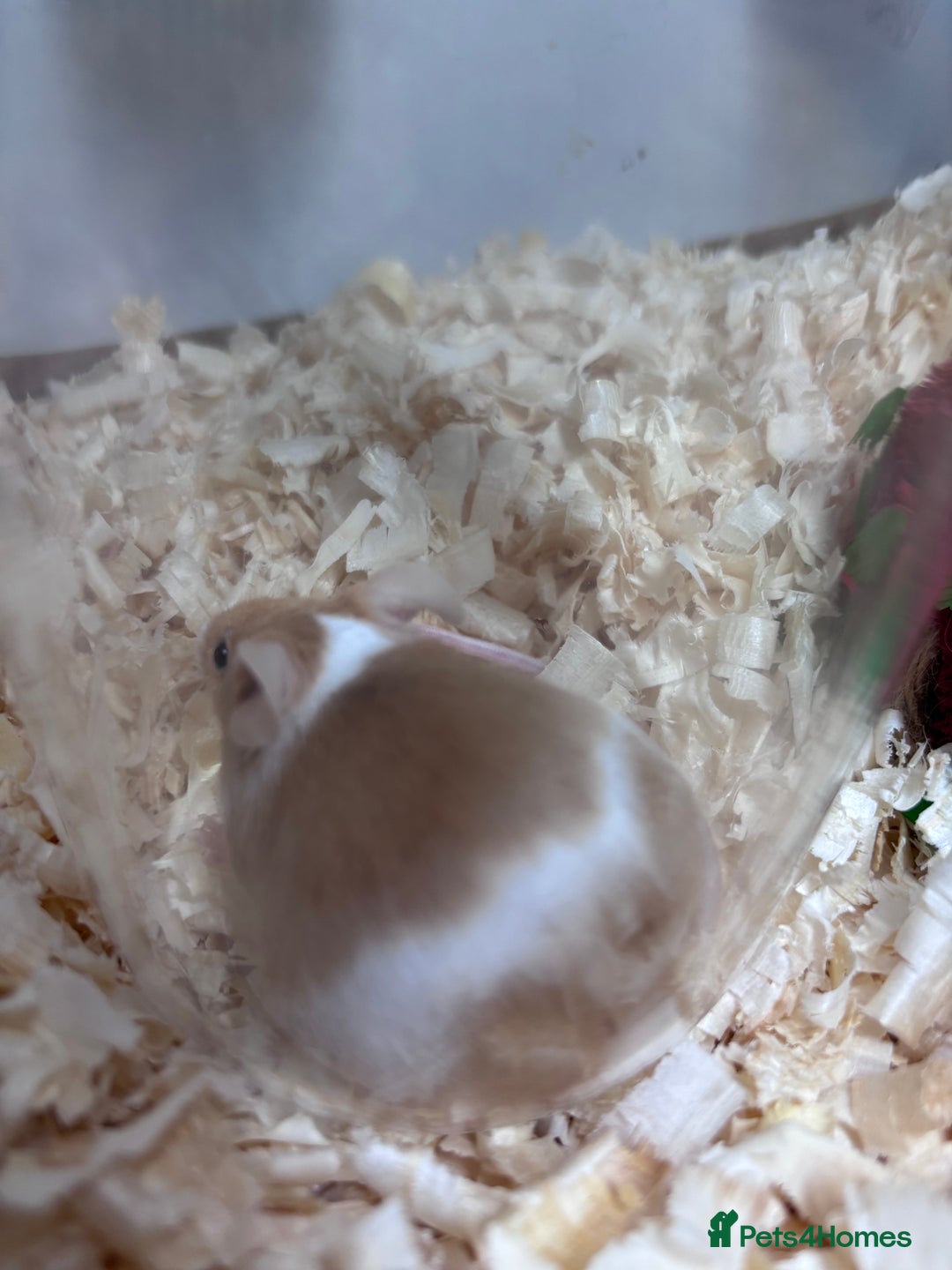 Mouse rodents for sale: Pet fancy mice waiting list 2 litters due  - Image 6
