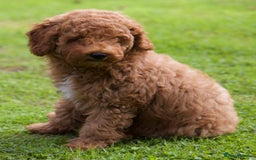 Cavapoochon dogs for sale: Gorgeous F1B Cavapoochon’s Fox Red available now. - Image 34