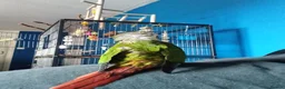 Conures birds for sale: Hand tamed conure and cage for sale in Glasgow - Advert 11