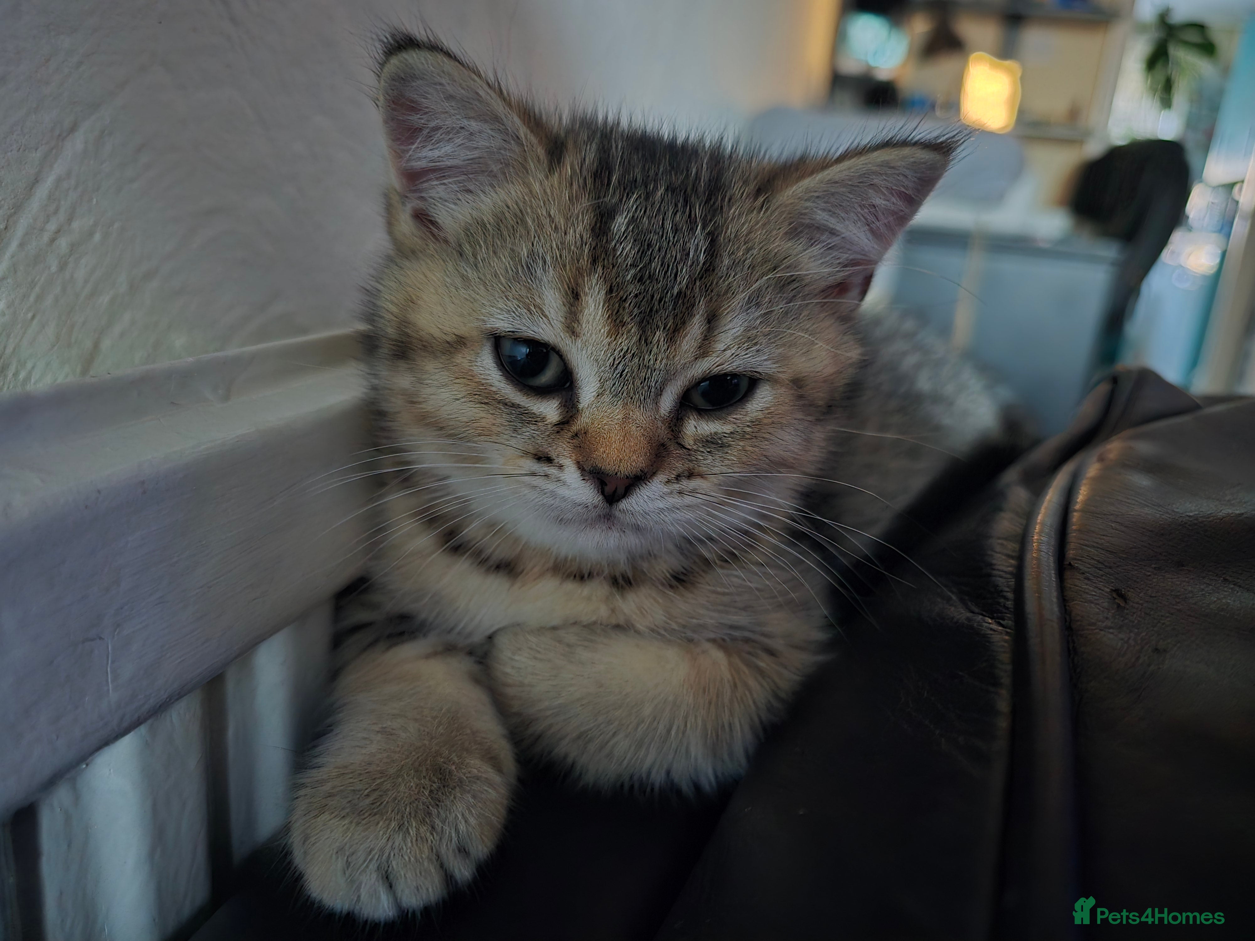 British Shorthair cats British Shorthair Female Kittens Only 2 Left!🩷 - Advert 1