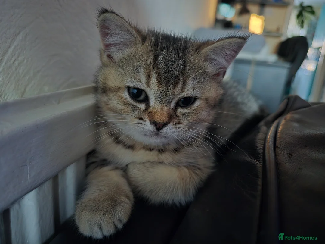 British Shorthair cats for sale: British Shorthair Female Kittens Only 2 Left!🩷 in London - Advert 1