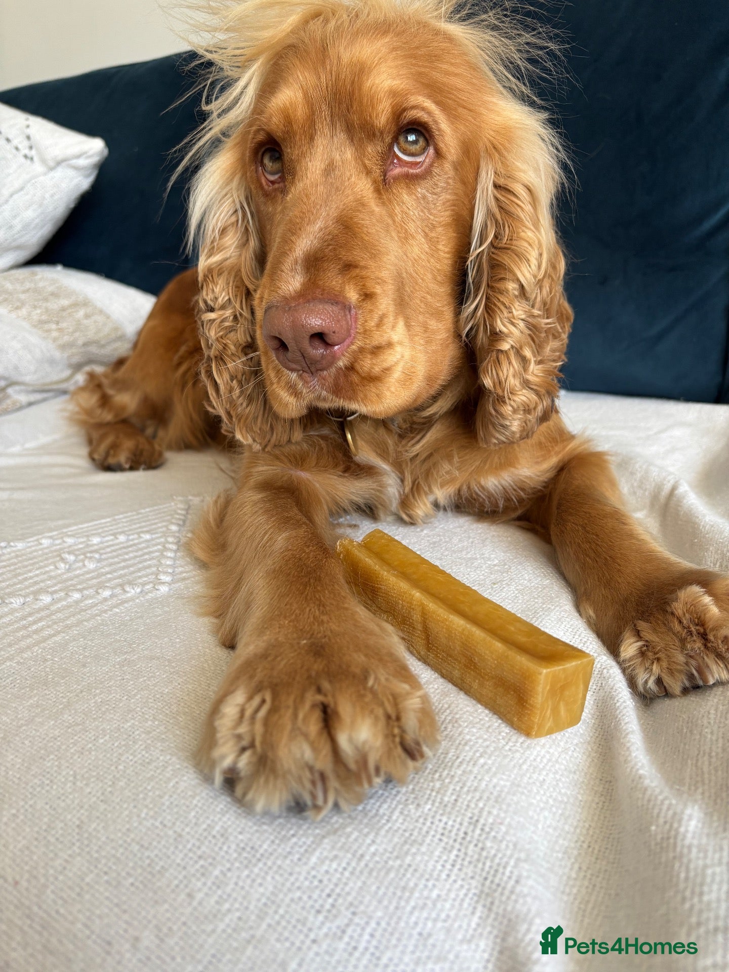 Cocker Spaniel dogs for stud: PROVEN STUD 100% show cocker, KC REG, Clear health - Advert 5