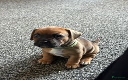 Mixed Breed dogs for sale: Mixed breed puppies  - Image 3