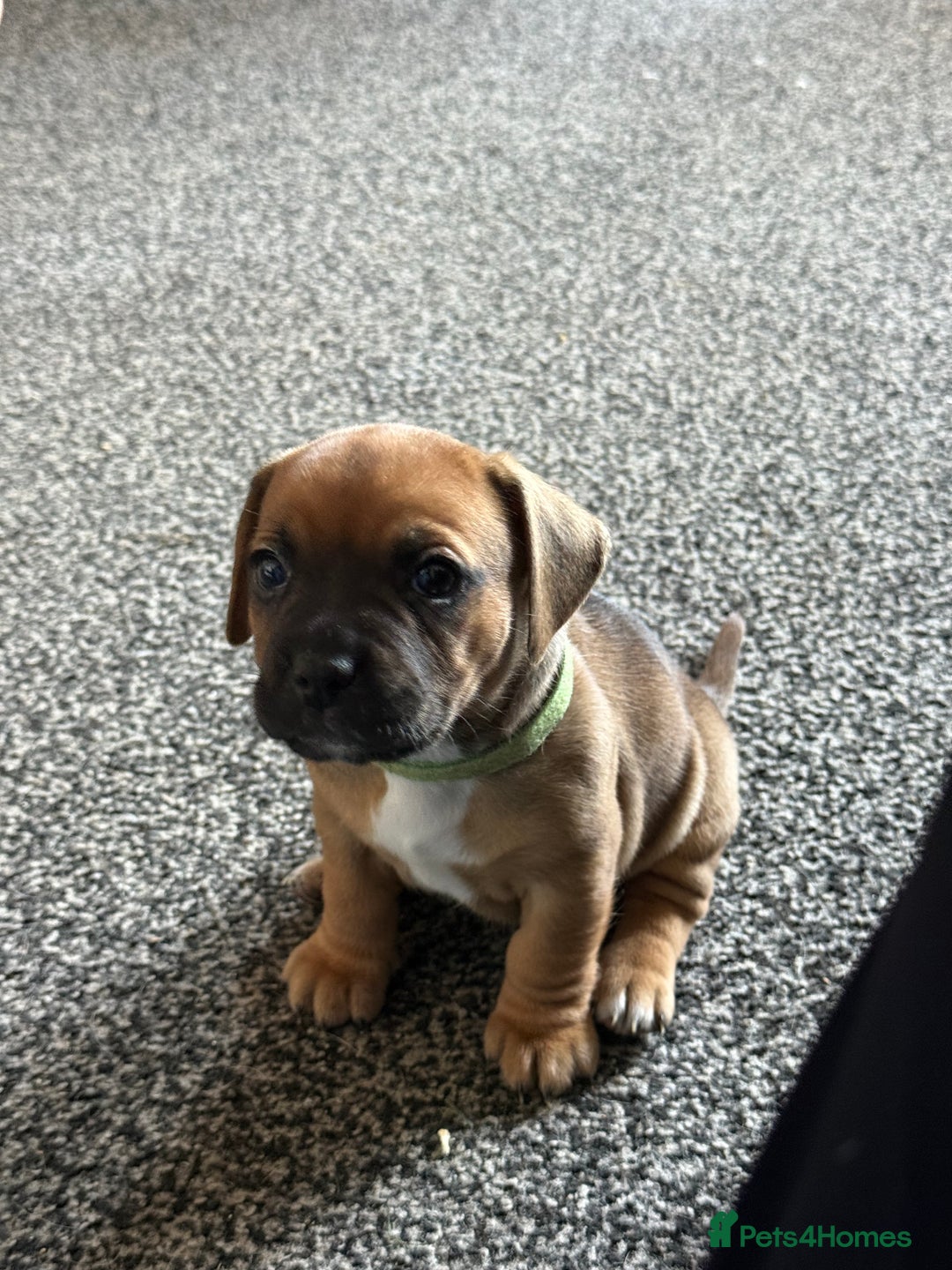 Mixed Breed dogs for sale: Mixed breed puppies  - Image 3