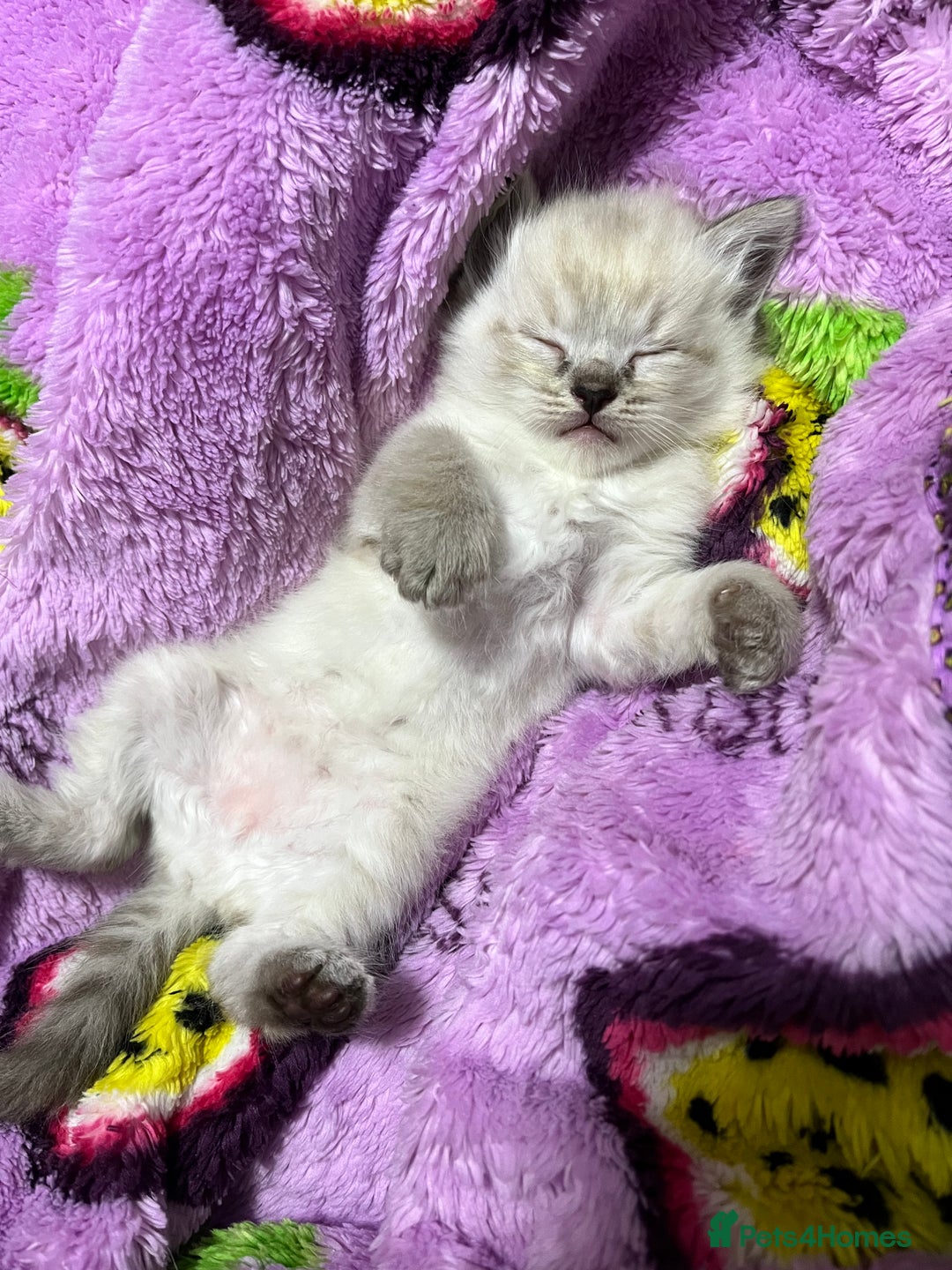 Ragdoll cats for sale: 7 beautiful lynx blue/seal point ragdoll kittens - Image 12