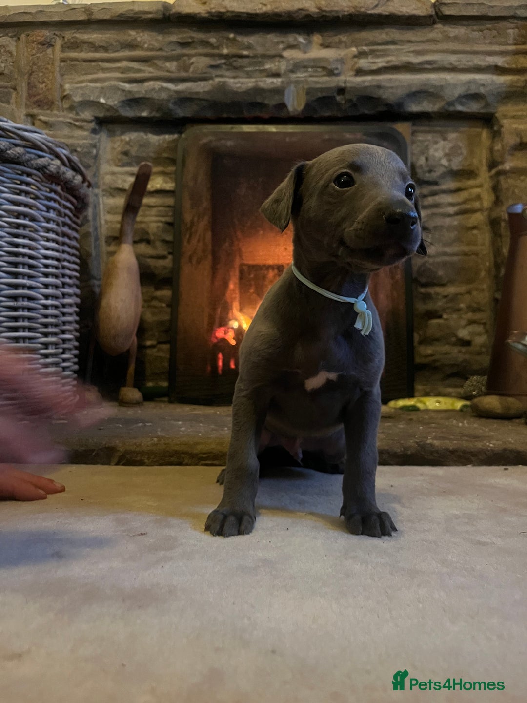 Whippet dogs for sale: Stunning Blue Whippet, white flecks  - Image 8